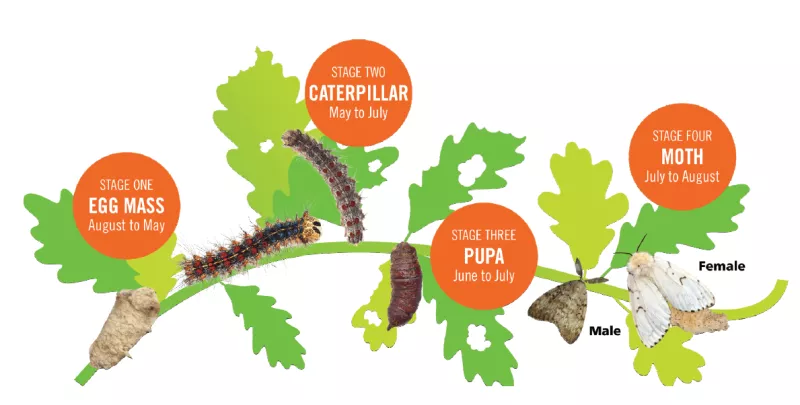 LDD Life Cycle Graphic