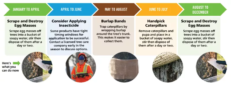 Spongy Moth Control Methods