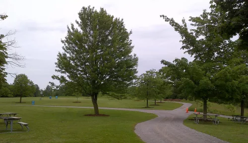 image of tress in a Markham park