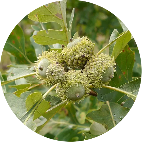 mnr-srb-buroak-fruit