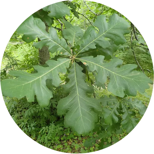 mnr-srb-buroak-leaf-