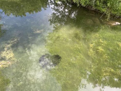 School of juvenile fish in water at Swan Lake, picture from June 2023