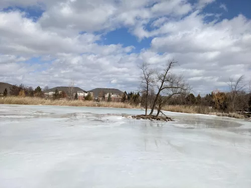 Image of a dead tree on a lake