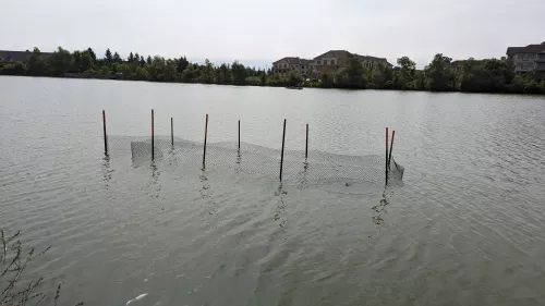 Planting of submerged aquatic vegetation