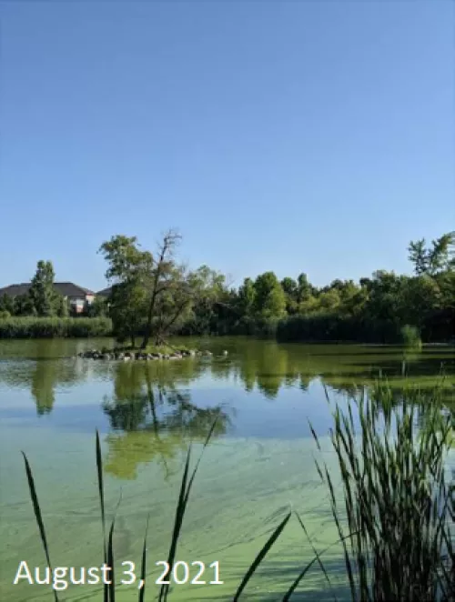 Swan lake, August 3 2021