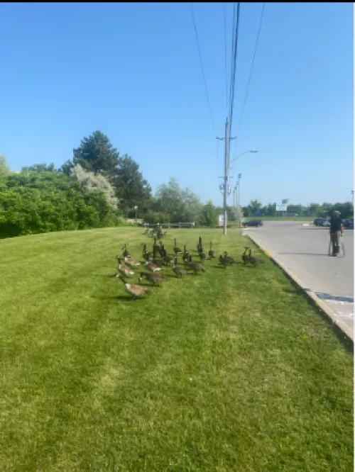 Geese Roundup for Relocation