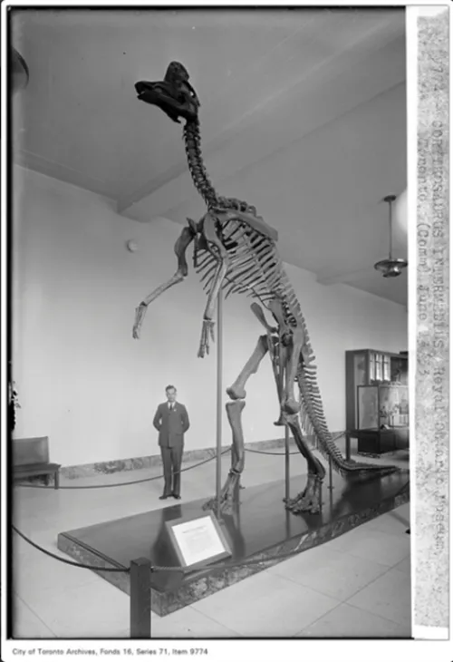 Interior View of the Royal Ontario Museum with Corythosaurus Skeleton. City of Toronto Archives/TTC Fonds 16, Series 71, Item 9774 (Corythosaurus intermedius, Royal Ontario Museum, Toronto – June 13, 1933)