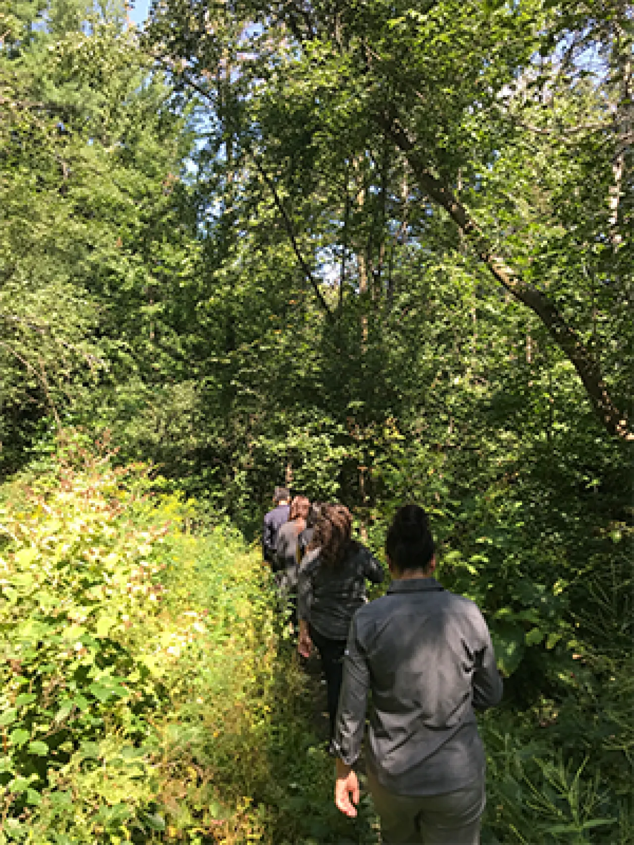 Shinrin Yoku trail Springdale