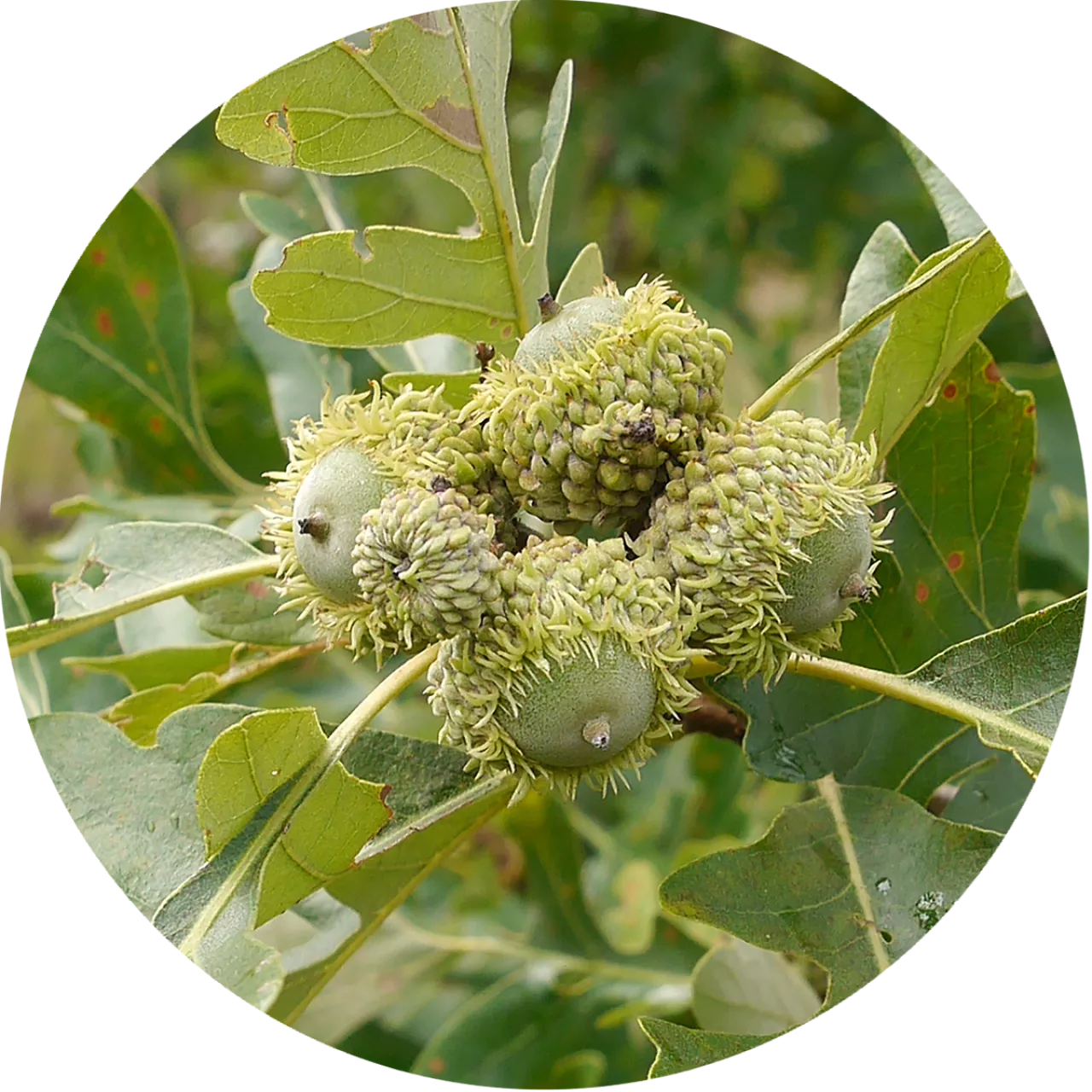 mnr-srb-buroak-fruit