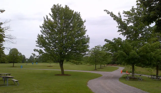 image of tress in a Markham park