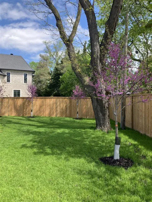 Private backyard with a large tree and purple-blossomed trees.