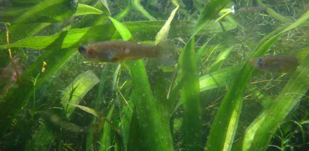 Picture of a fish
