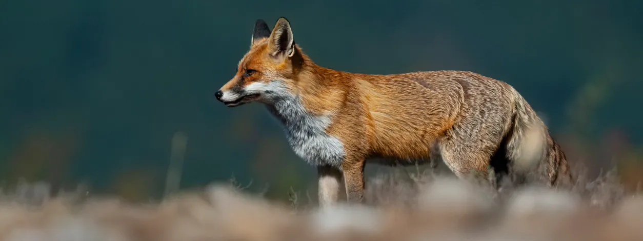 Fox alone in the wild.