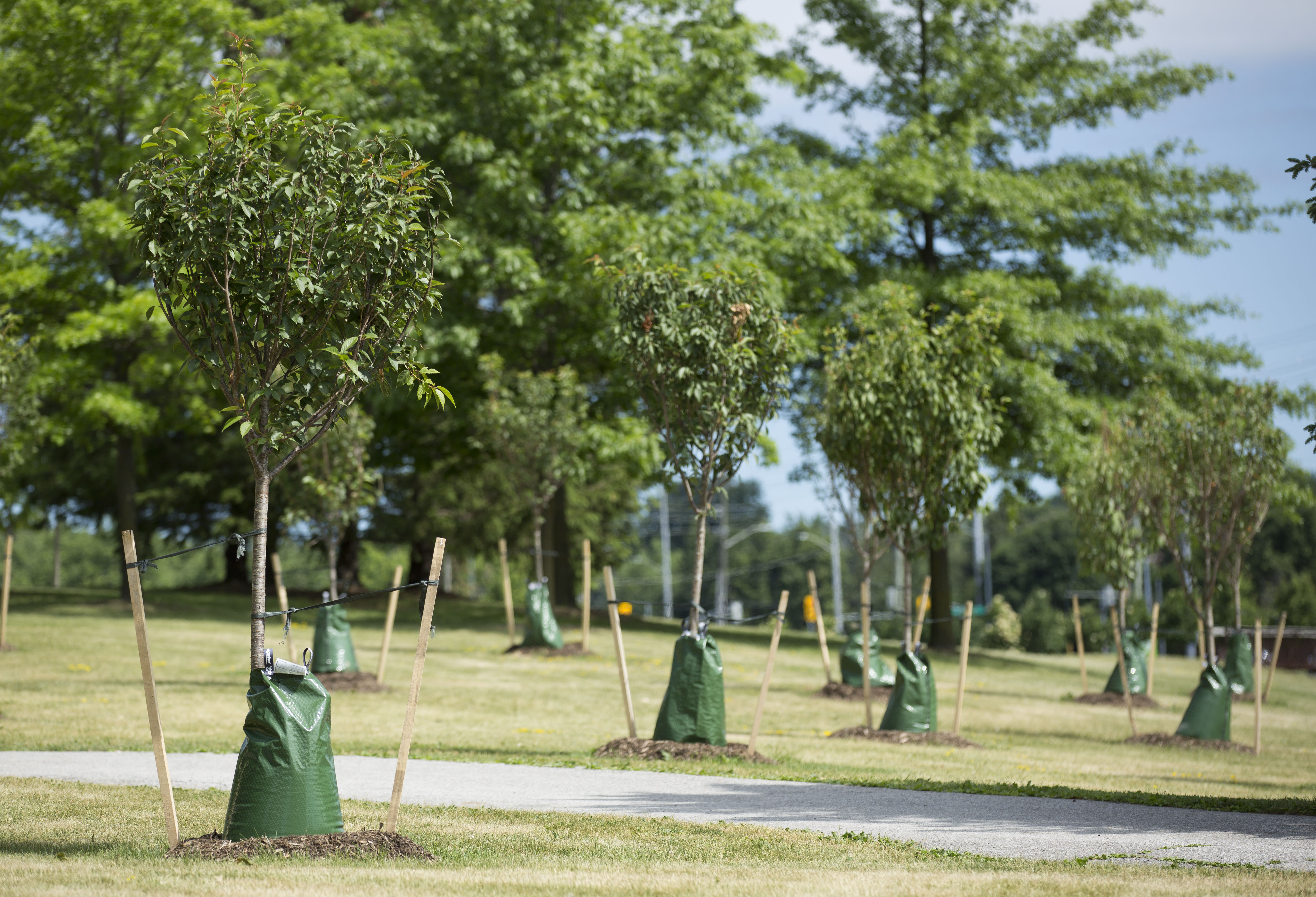 Currently 25 sakura trees are planted outside of the Markham Civic Centre